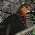 Red-necked Crake<br />Canon EOS 7D + EF300 2.8L III<br />Manual exposure (ISO 400)  1/200 sec - F4.5